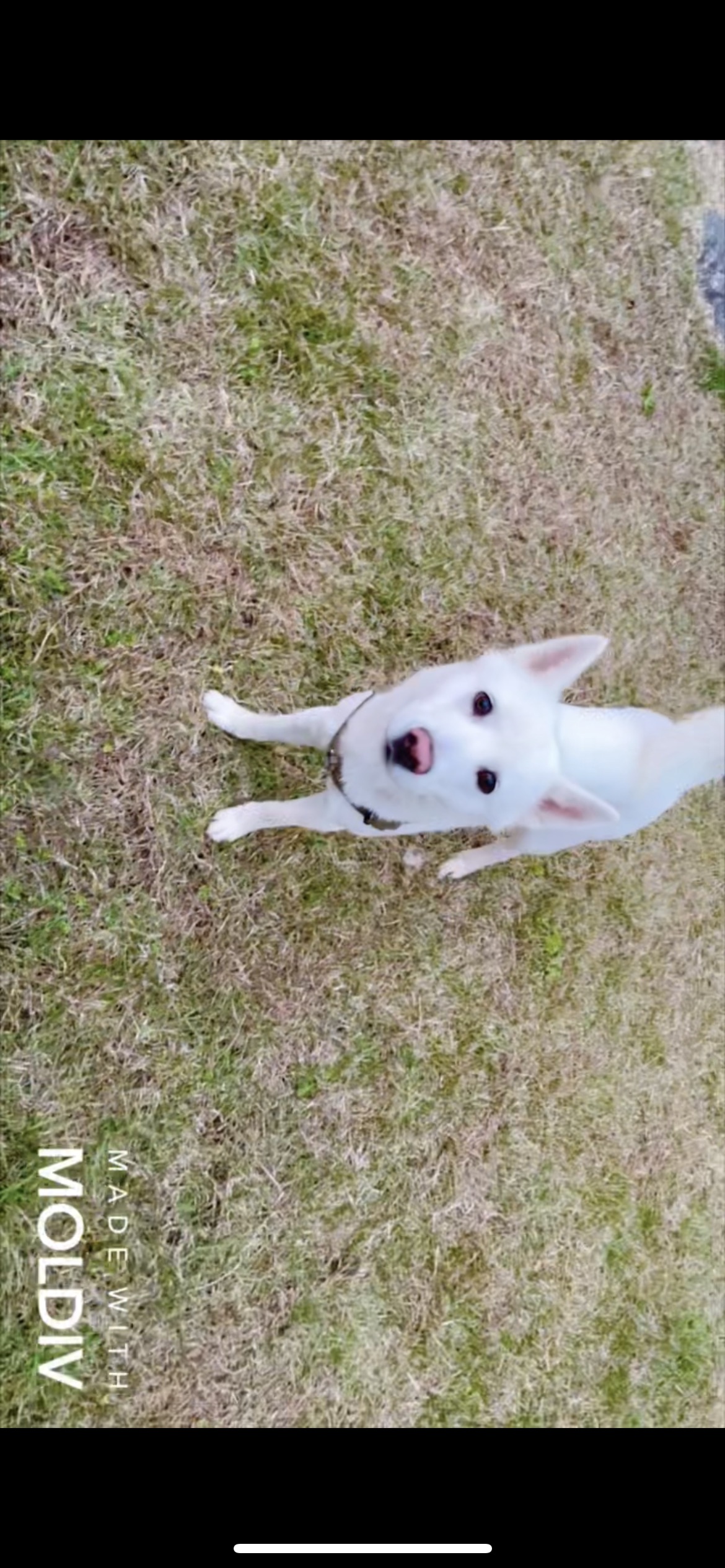 유기견보호센터 강아지보호소 고양이보호소 - 펫찾기 12번째 사진