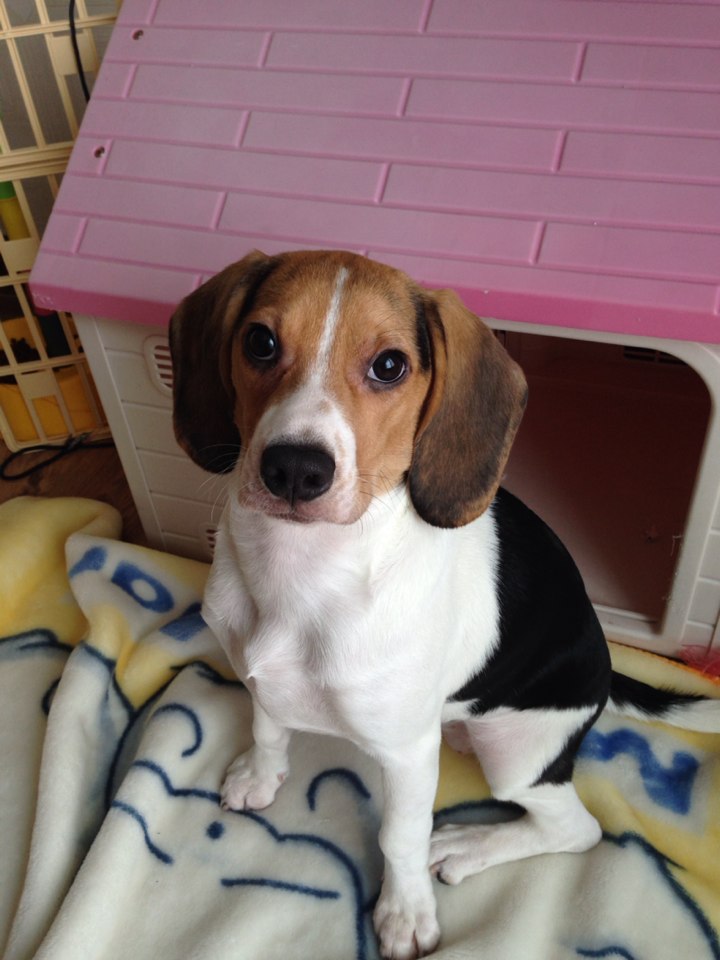 인천 서구 원당동에서 비글(홍단)을 찾습니다. - 강아지 찾아요 - 유기견 보호 센터 - 이미지 3