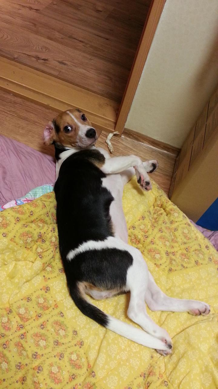 인천 서구 원당동에서 비글(홍단)을 찾습니다. - 강아지 찾아요 - 유기견 보호 센터 - 이미지 1