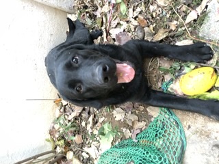 유기견보호센터 강아지보호소 고양이보호소 - 펫찾기 2번째 사진