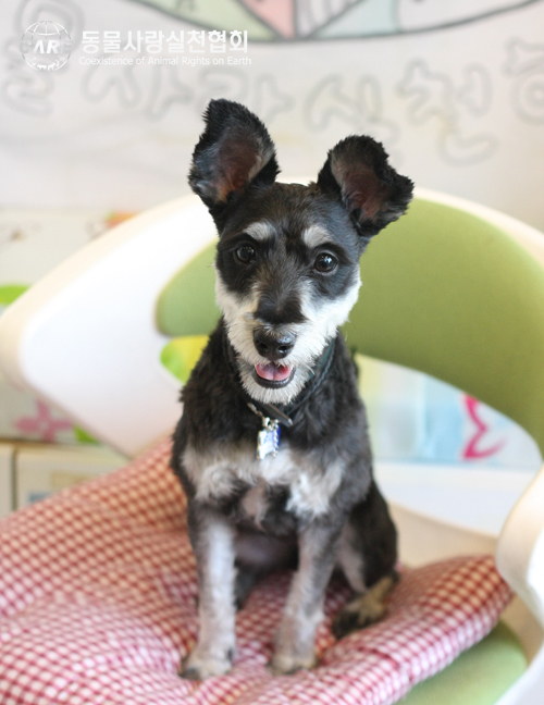 [서울] 슈나우저 여자아이 2살 아차산 근처에서 집을 나갔습니다. - 강아지 찾아요 - 유기견 보호 센터 - 이미지 1