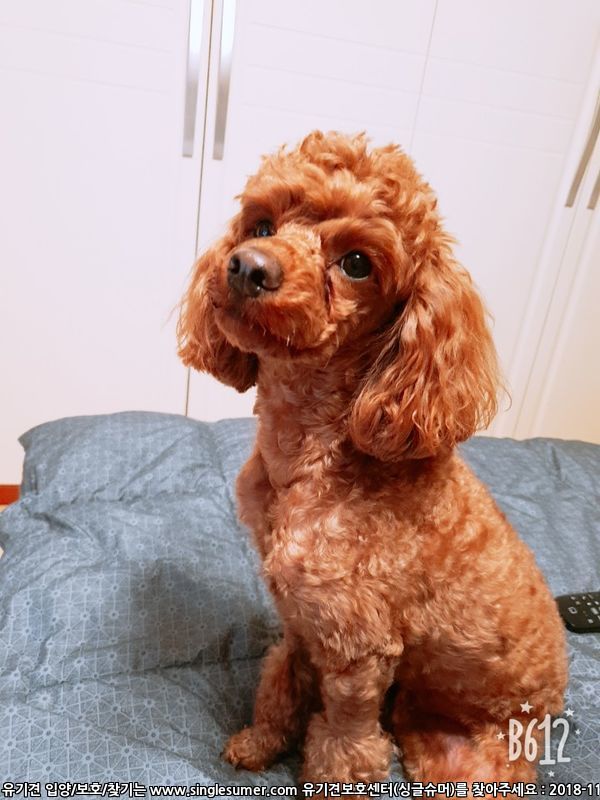 유기견보호센터 강아지보호소 고양이보호소 - 펫찾기