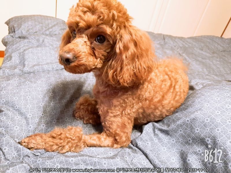 유기견보호센터 강아지보호소 고양이보호소 - 펫찾기 2번째 사진