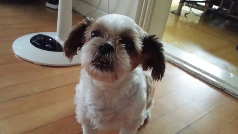 (수원)시츄(노견) 암컷 찾습니다