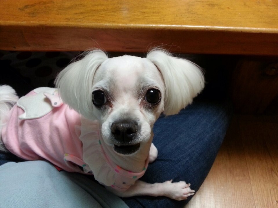 울산 엠코마트에서 강아지가 실종됐어요..꼭 관심 갖아주세요!! - 강아지 찾아요 - 유기견 보호 센터 - 이미지 2