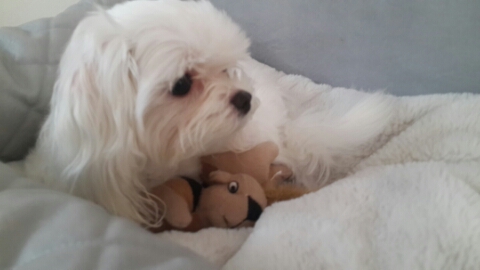 말티즈 여아 찾아요..인천서구석남동 - 강아지 찾아요 - 유기견 보호 센터 - 이미지 1