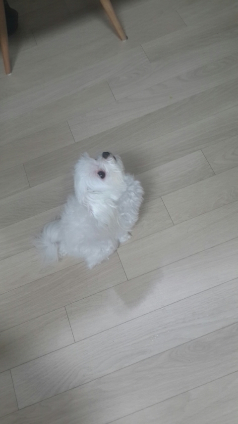 말티즈 여아 찾아요..인천서구석남동 - 강아지 찾아요 - 유기견 보호 센터 - 이미지 2