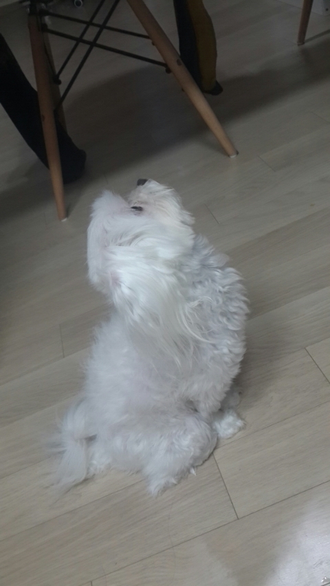 말티즈 여아 찾아요..인천서구석남동 - 강아지 찾아요 - 유기견 보호 센터 - 이미지 3