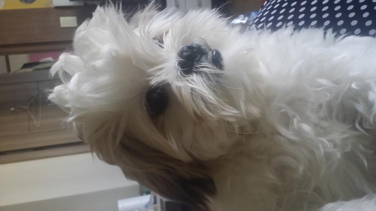 유기견보호센터 강아지보호소 고양이보호소 - 펫찾기 14번째 사진