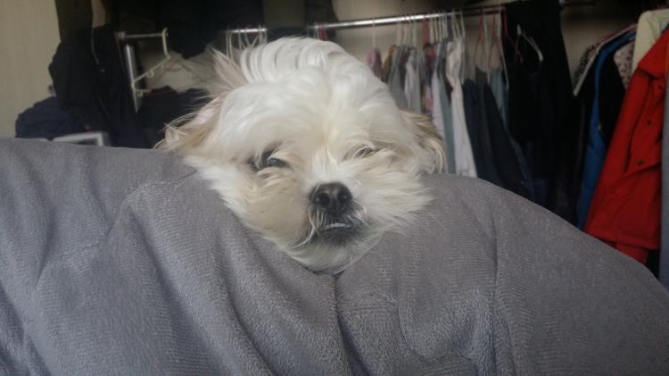 유기견보호센터 강아지보호소 고양이보호소 - 펫찾기 15번째 사진