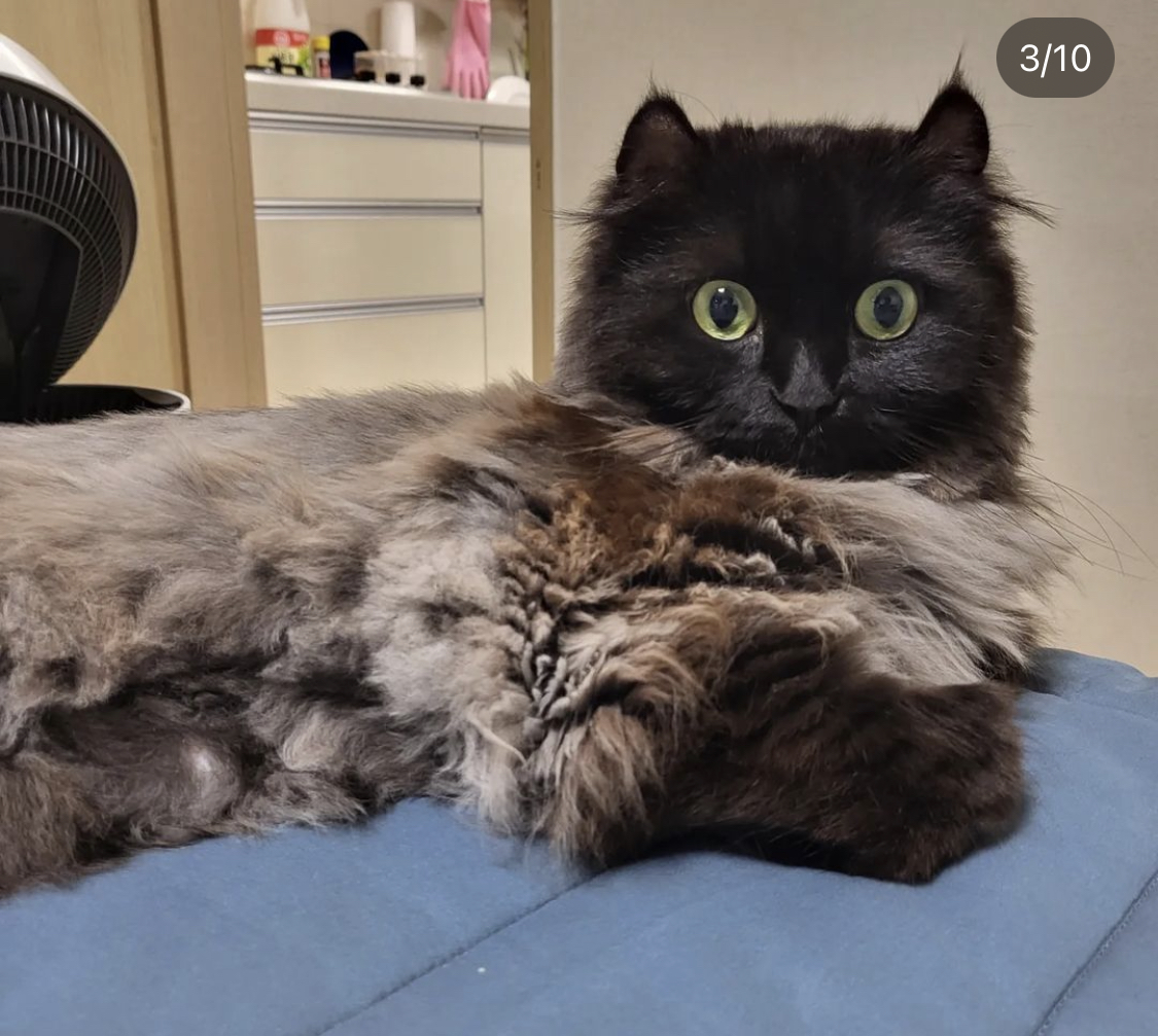 수원 동탄 고양이 찾아요