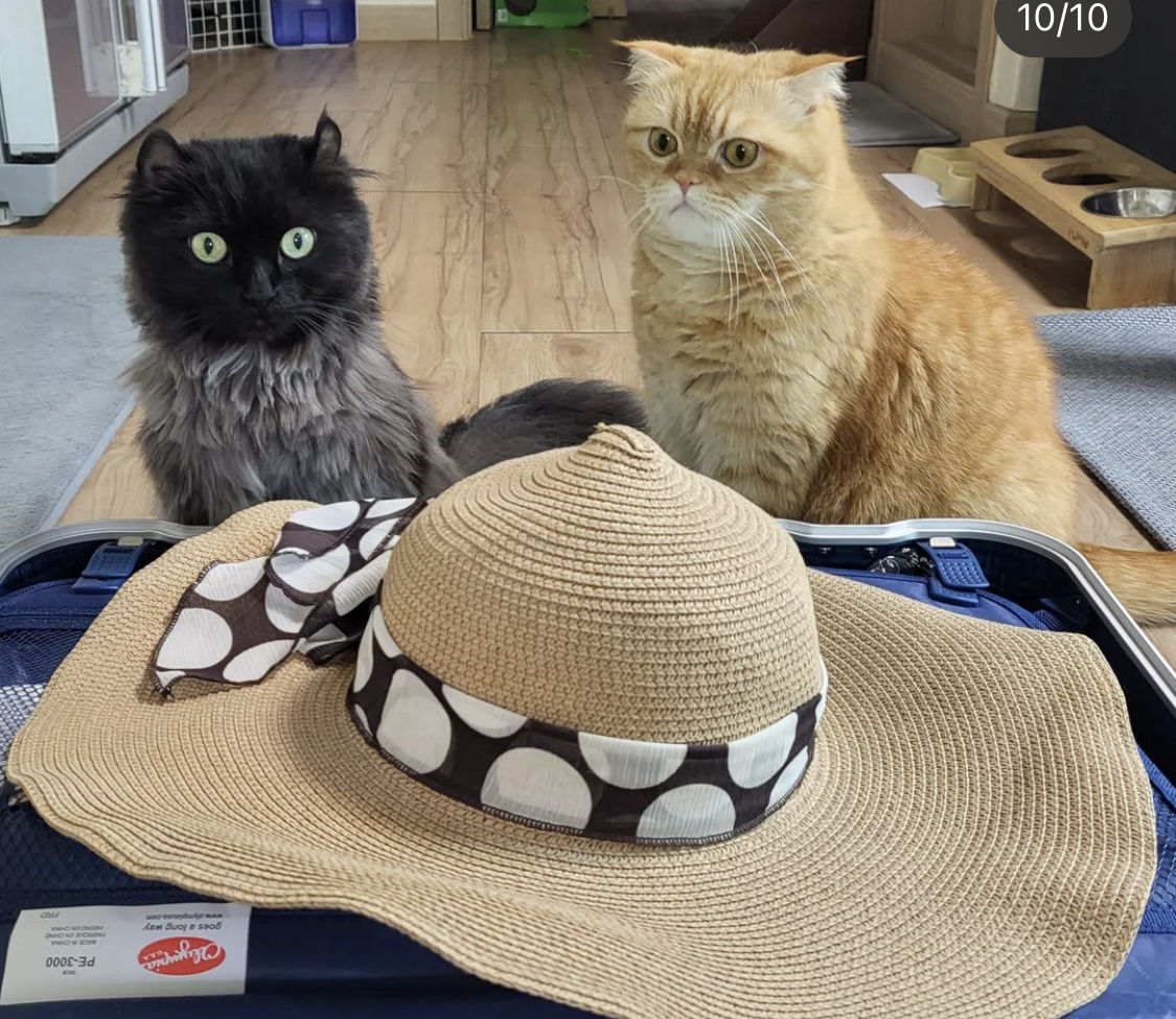 수원 동탄 고양이 찾아요 2번째 사진