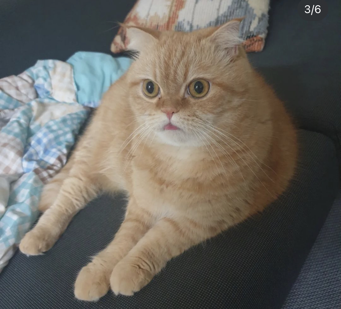 수원 동탄 고양이 찾아요 3번째 사진