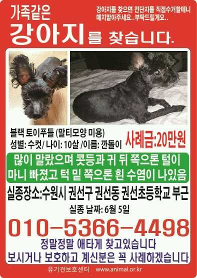 수원시 권선동 권선초교 부근 검은색 강아지를 찾습니다 - 강아지 찾아요 - 유기견 보호 센터 - 이미지 1