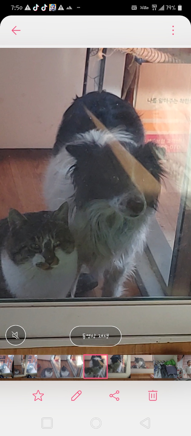 강아지 찾아요 2번째 사진