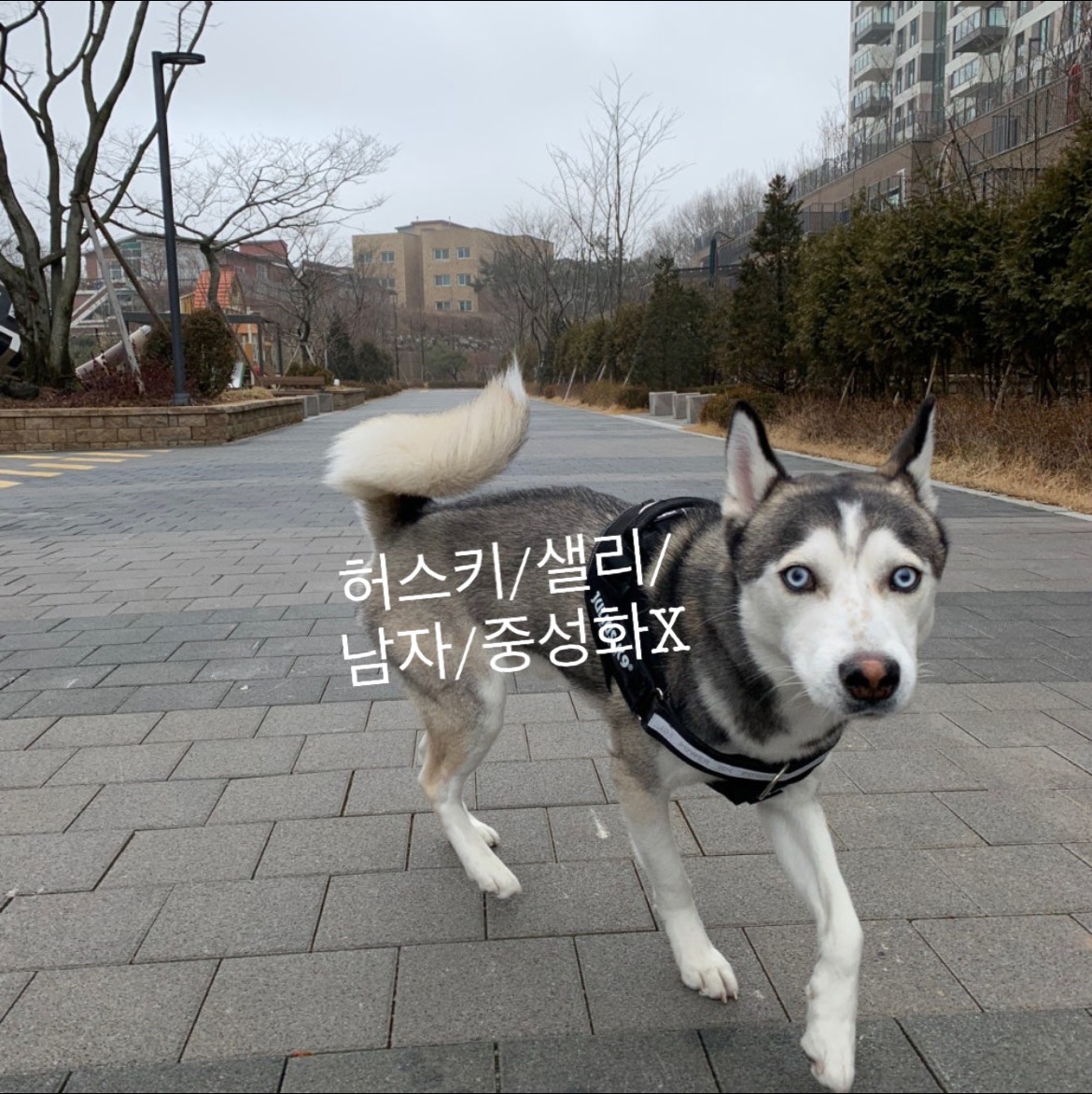 시베리안 허스키 샐리 찾아요,찾습니다!