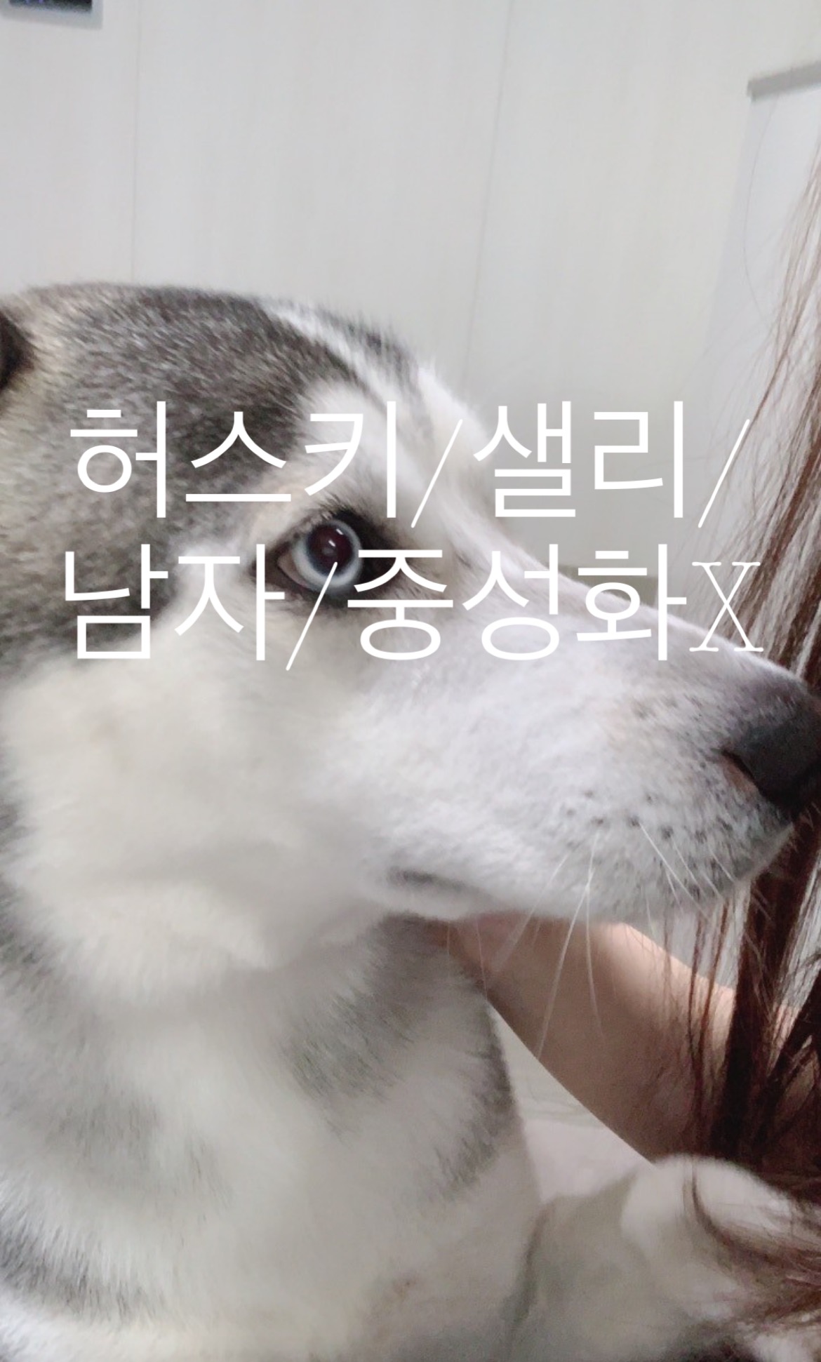 시베리안 허스키 샐리 찾아요,찾습니다! 2번째 사진