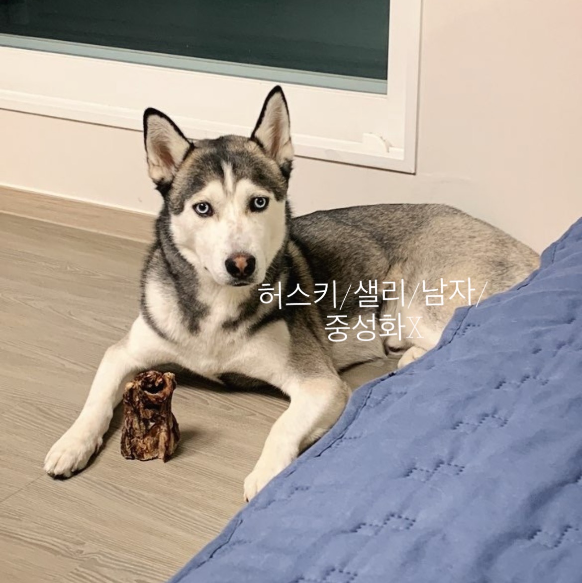 시베리안 허스키 샐리 찾아요,찾습니다! 5번째 사진