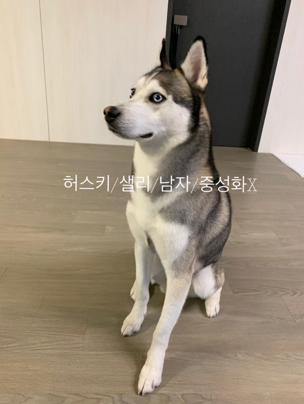 시베리안 허스키 샐리 찾아요,찾습니다! 3번째 사진