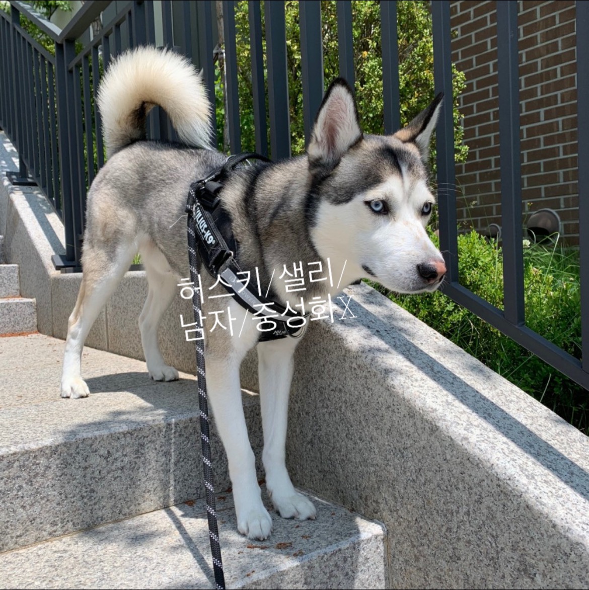 시베리안 허스키 샐리 찾아요,찾습니다! 6번째 사진