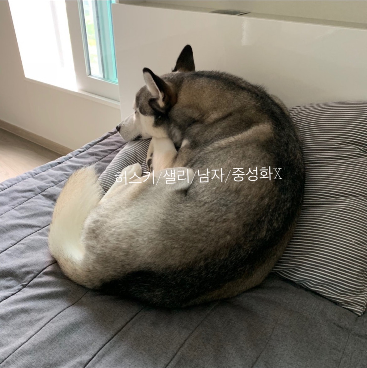 시베리안 허스키 샐리 찾아요,찾습니다! 4번째 사진