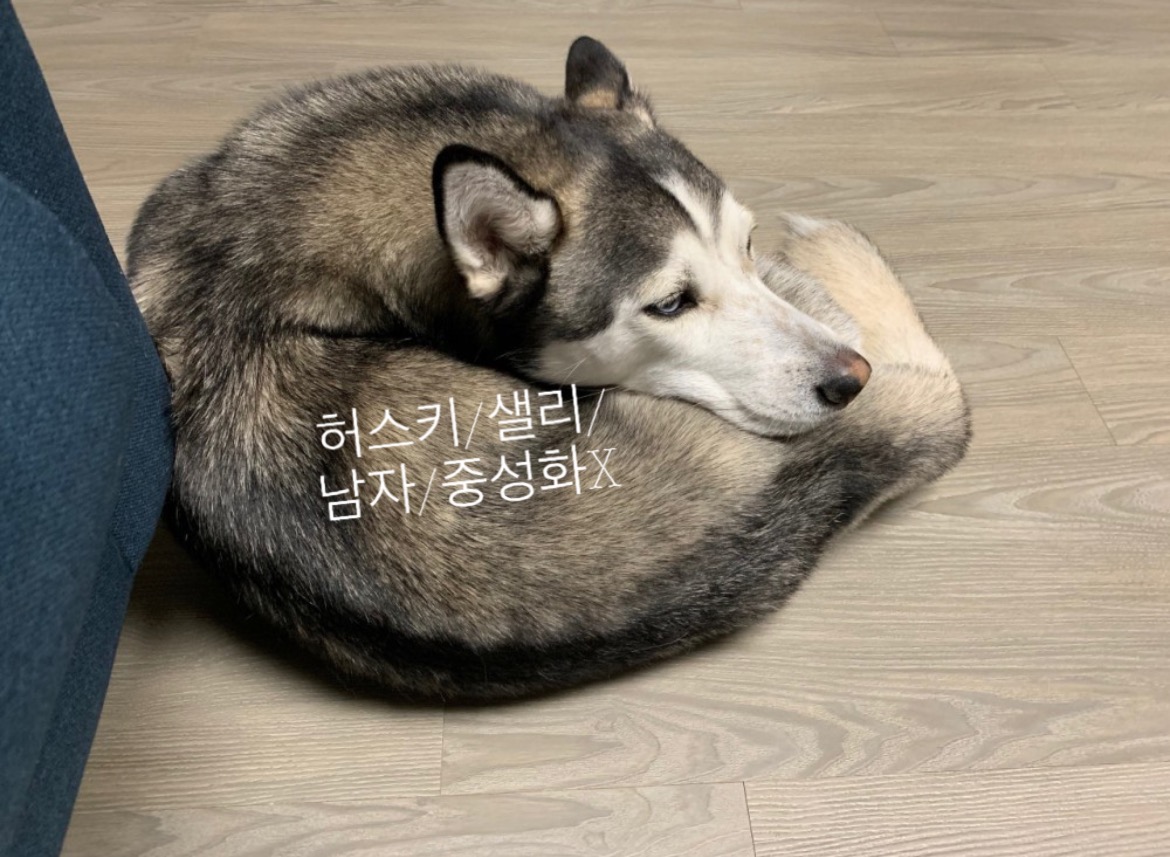 시베리안 허스키 샐리 찾아요,찾습니다! 7번째 사진