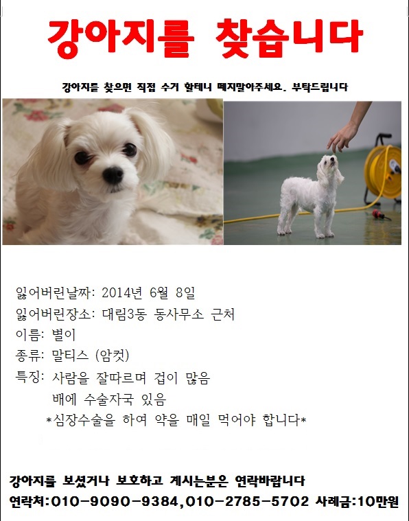 강아지 찾습니다... - 강아지 찾아요 - 유기견 보호 센터 - 이미지 1