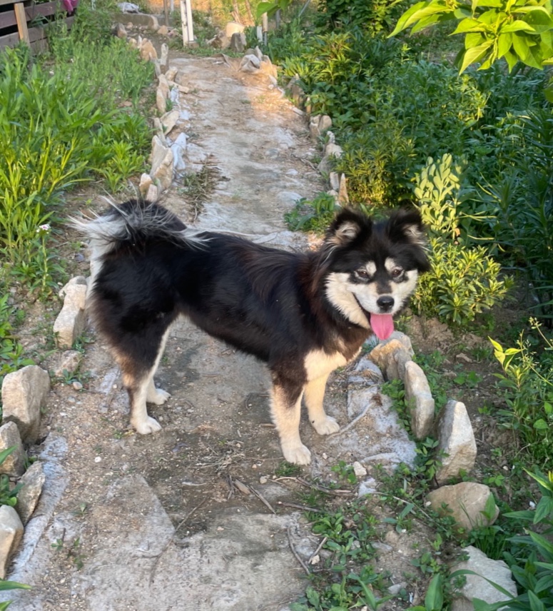 유기견보호센터 강아지보호소 고양이보호소 - 펫찾기 43번째 사진