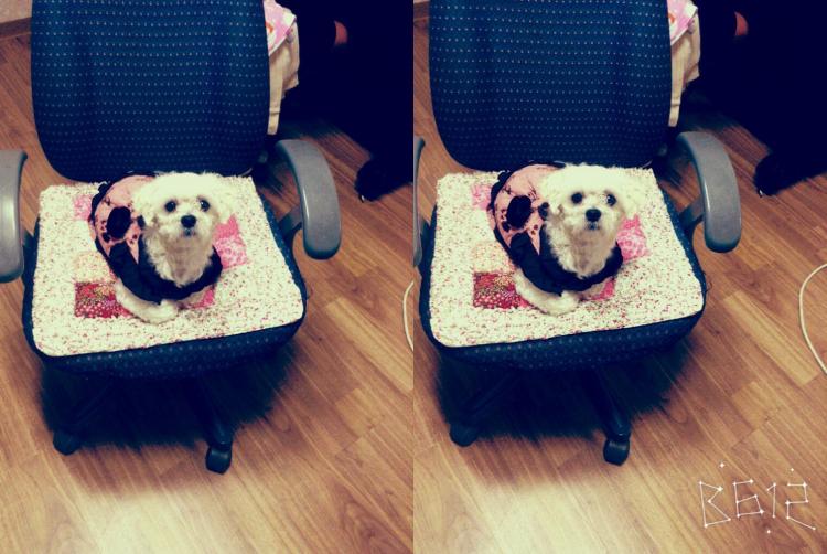 유기견보호센터 강아지보호소 고양이보호소 - 펫찾기 28번째 사진