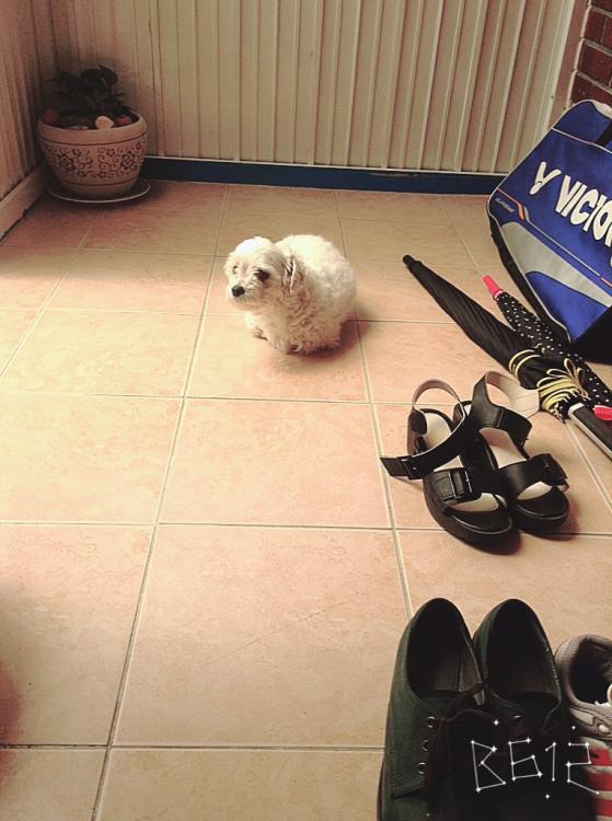 유기견보호센터 강아지보호소 고양이보호소 - 펫찾기 27번째 사진