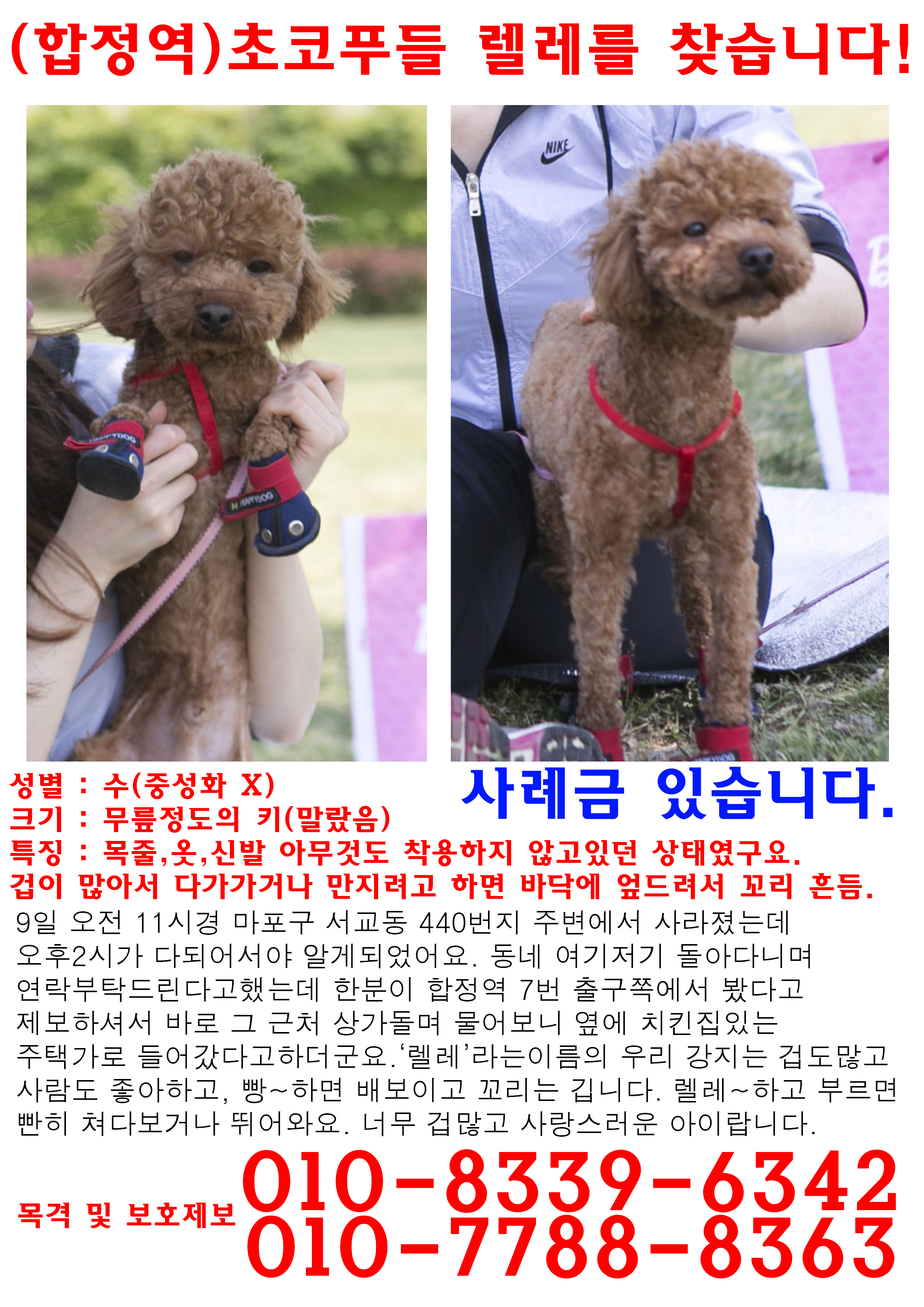 초코푸들 렐레를 찾습니다. 2살 숫컷 꼬리0, 중성화x 합정사거리/마포구 인근에서 잃어 버렸습니다. - 강아지 찾아요 - 유기견 보호 센터 - 이미지 1