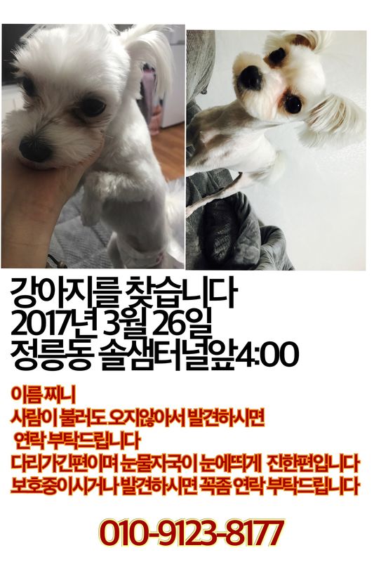 성북구 정릉동 강아지 찾습니다