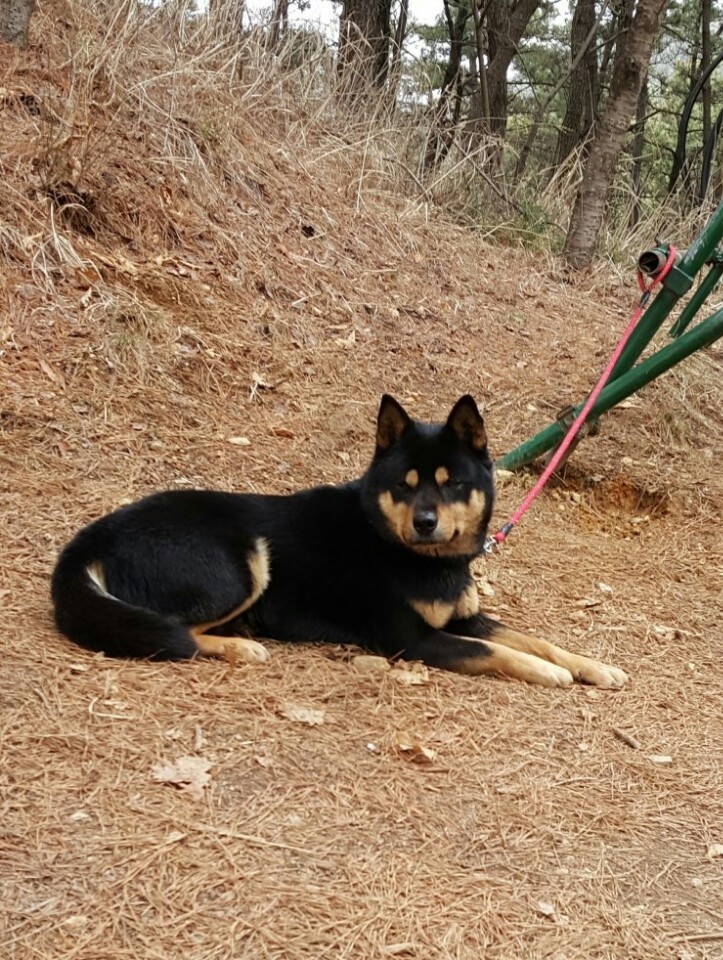 유기견보호센터 강아지보호소 고양이보호소 - 펫찾기 20번째 사진