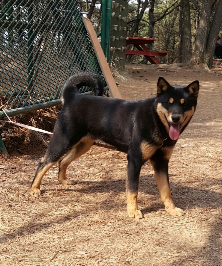 유기견보호센터 강아지보호소 고양이보호소 - 펫찾기 21번째 사진