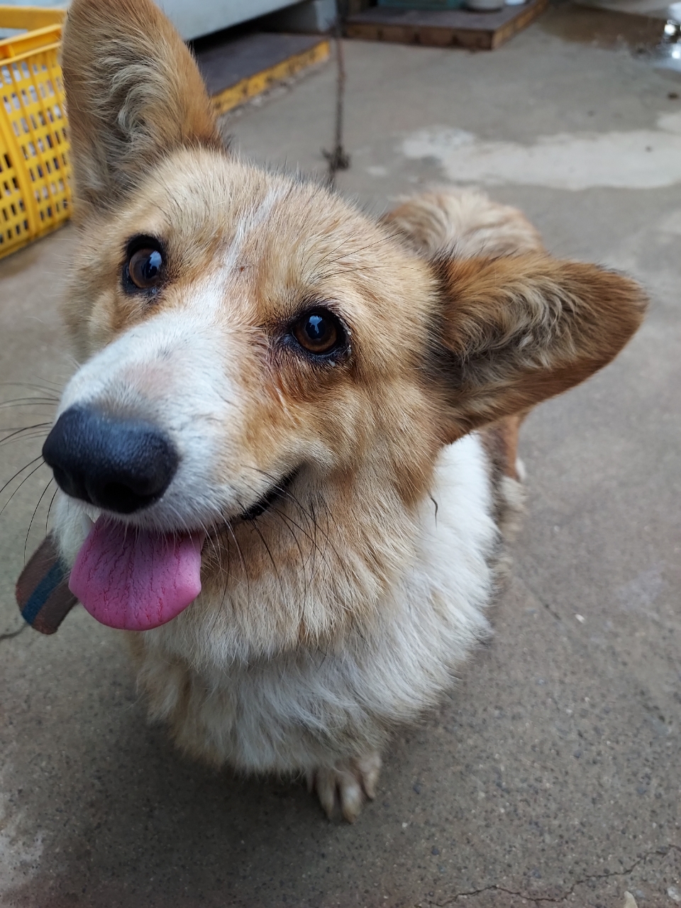 유기견보호센터 강아지보호소 고양이보호소 - 펫찾기 17번째 사진