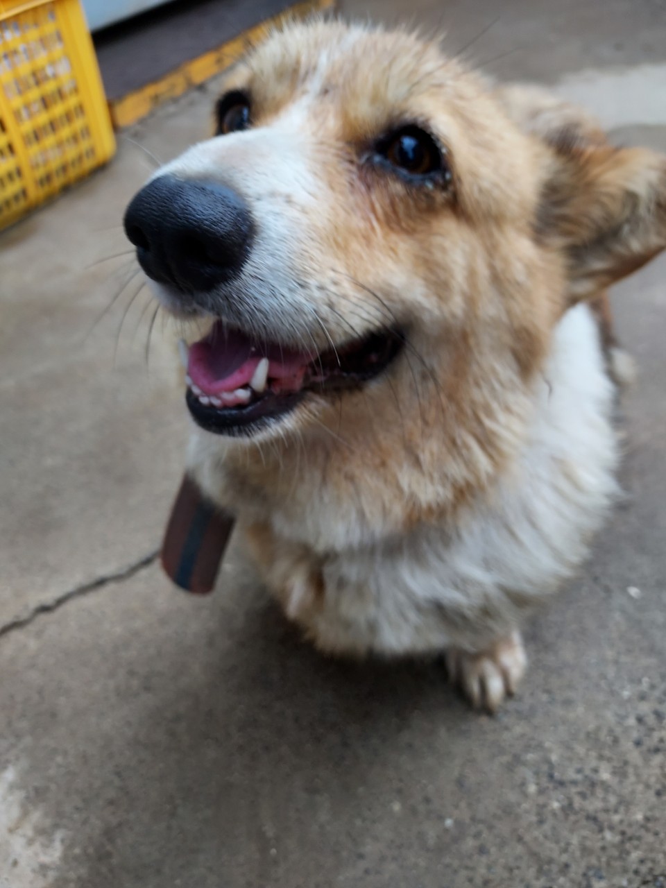 유기견보호센터 강아지보호소 고양이보호소 - 펫찾기 18번째 사진