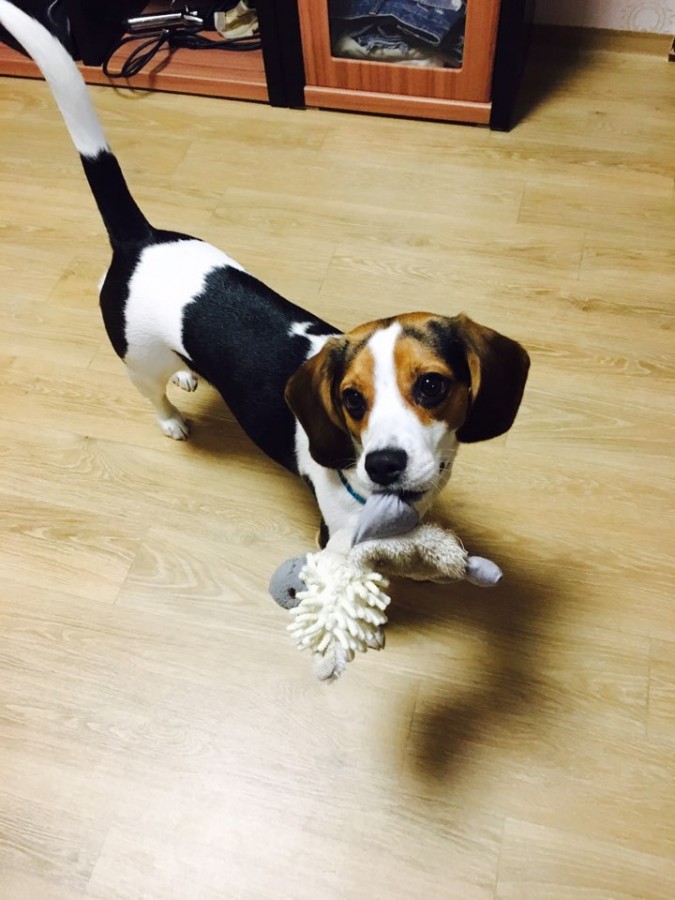 유기견보호센터 강아지보호소 고양이보호소 - 펫찾기 7번째 사진