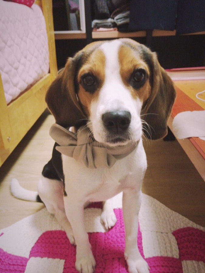 유기견보호센터 강아지보호소 고양이보호소 - 펫찾기 8번째 사진