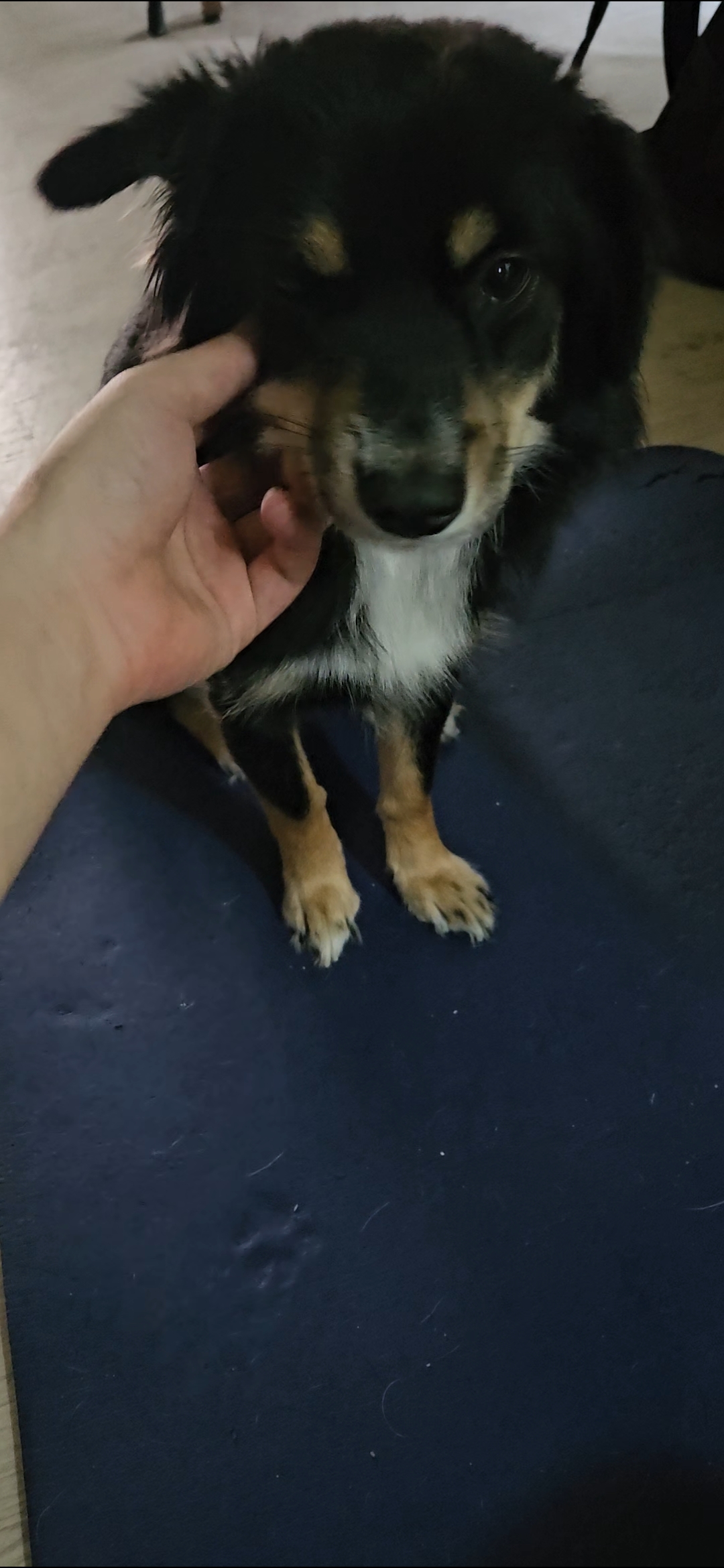 유기견보호센터 강아지보호소 고양이보호소 - 펫찾기 7번째 사진