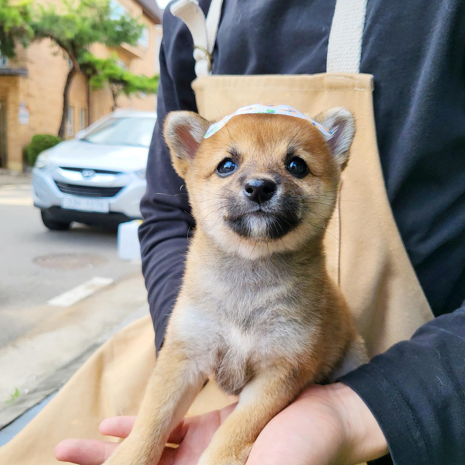 시바 군밤 암.jpg