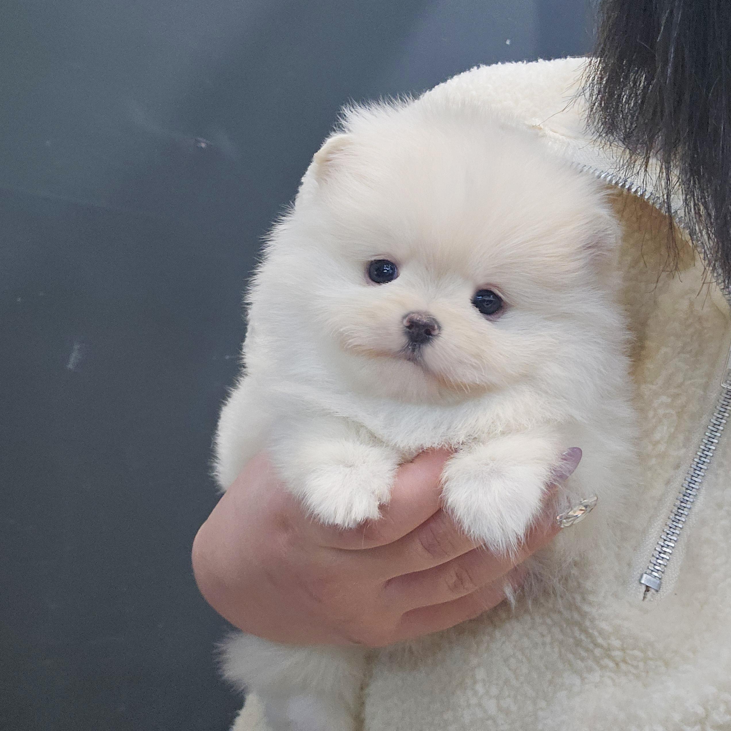 포메 수 하늘이.jpg