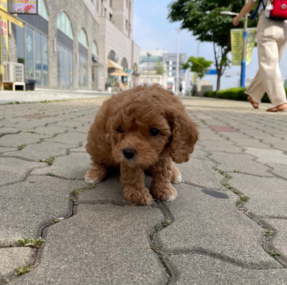 푸들 남아 코코.jpg