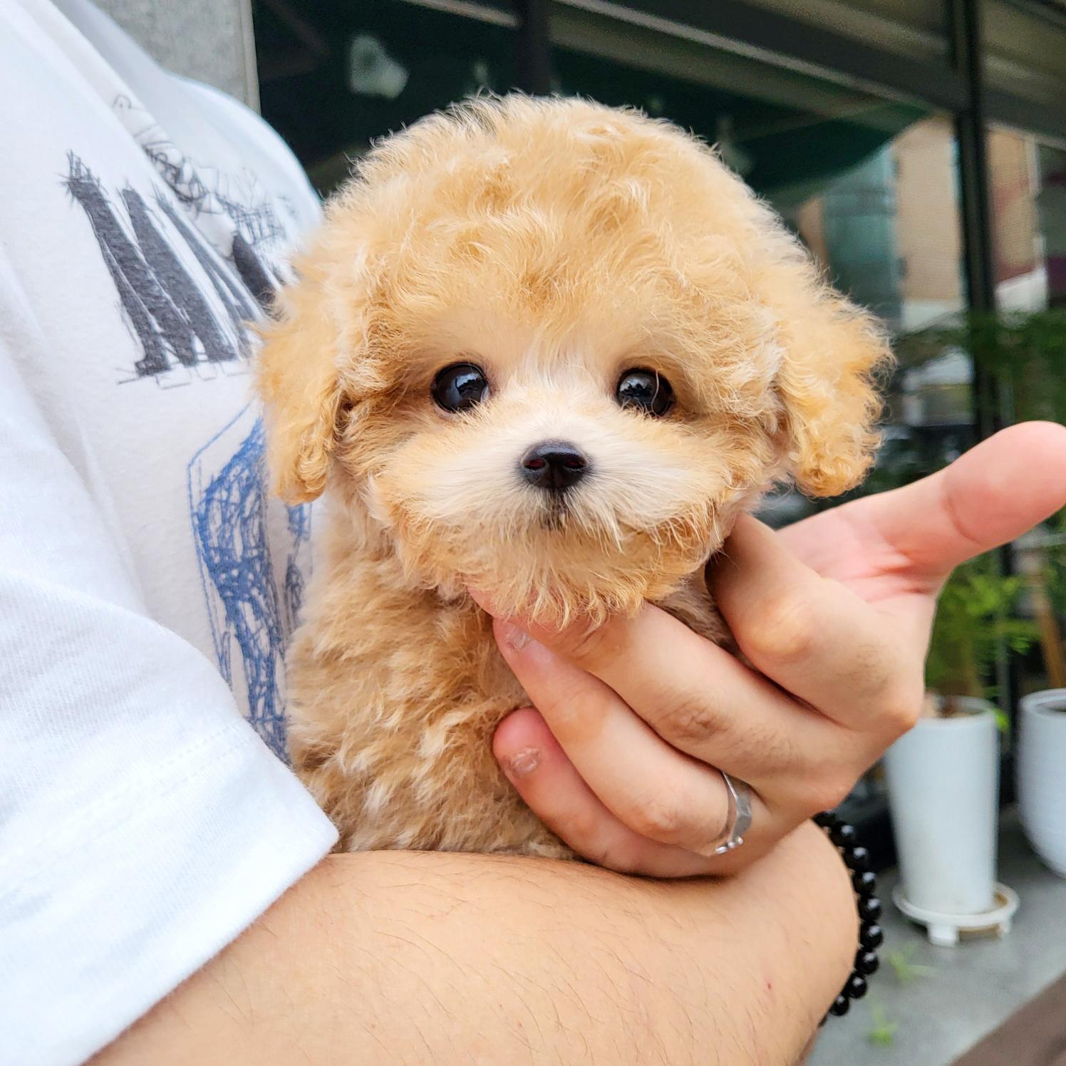 말티푸 빵빵이.jpg