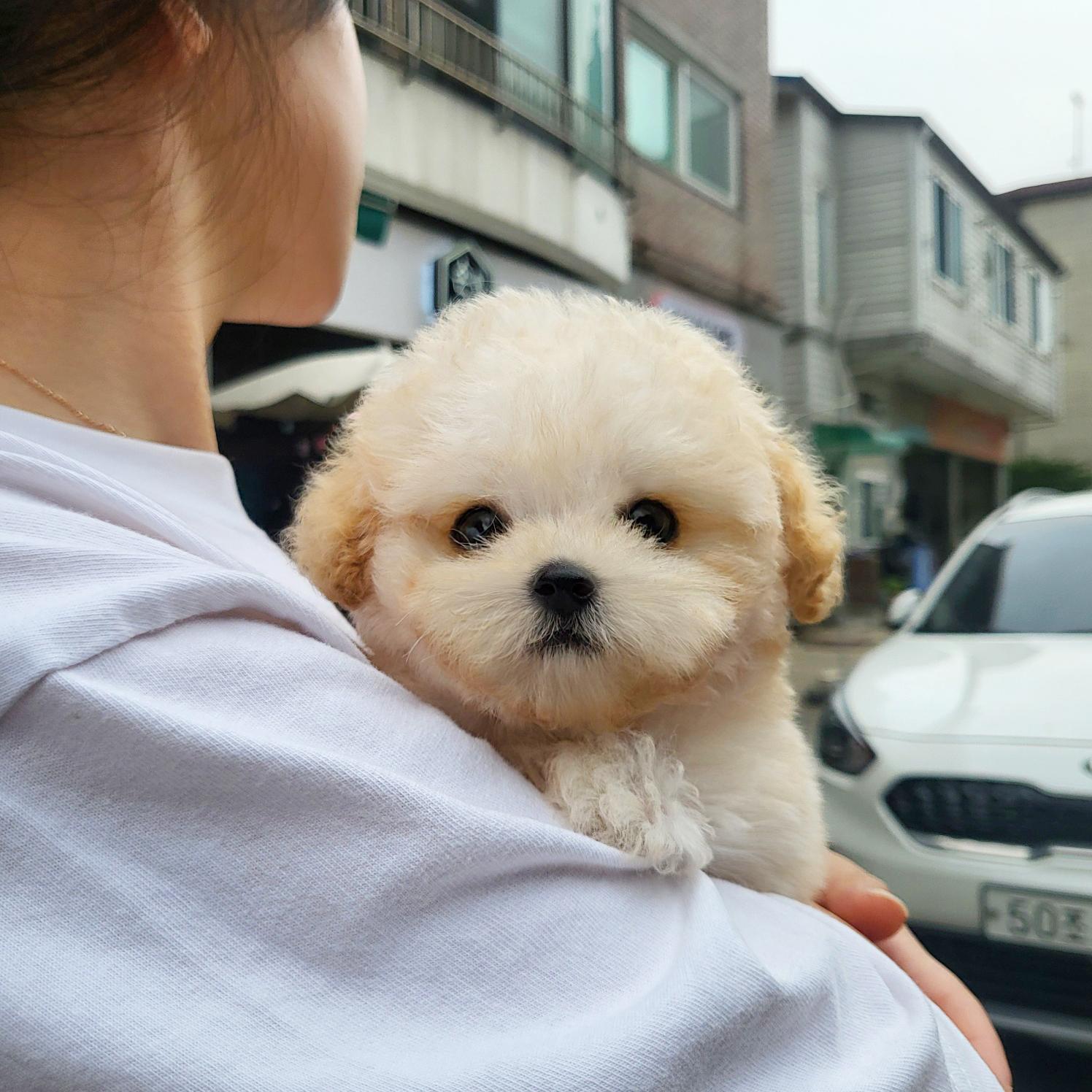 푸들 두유.jpg