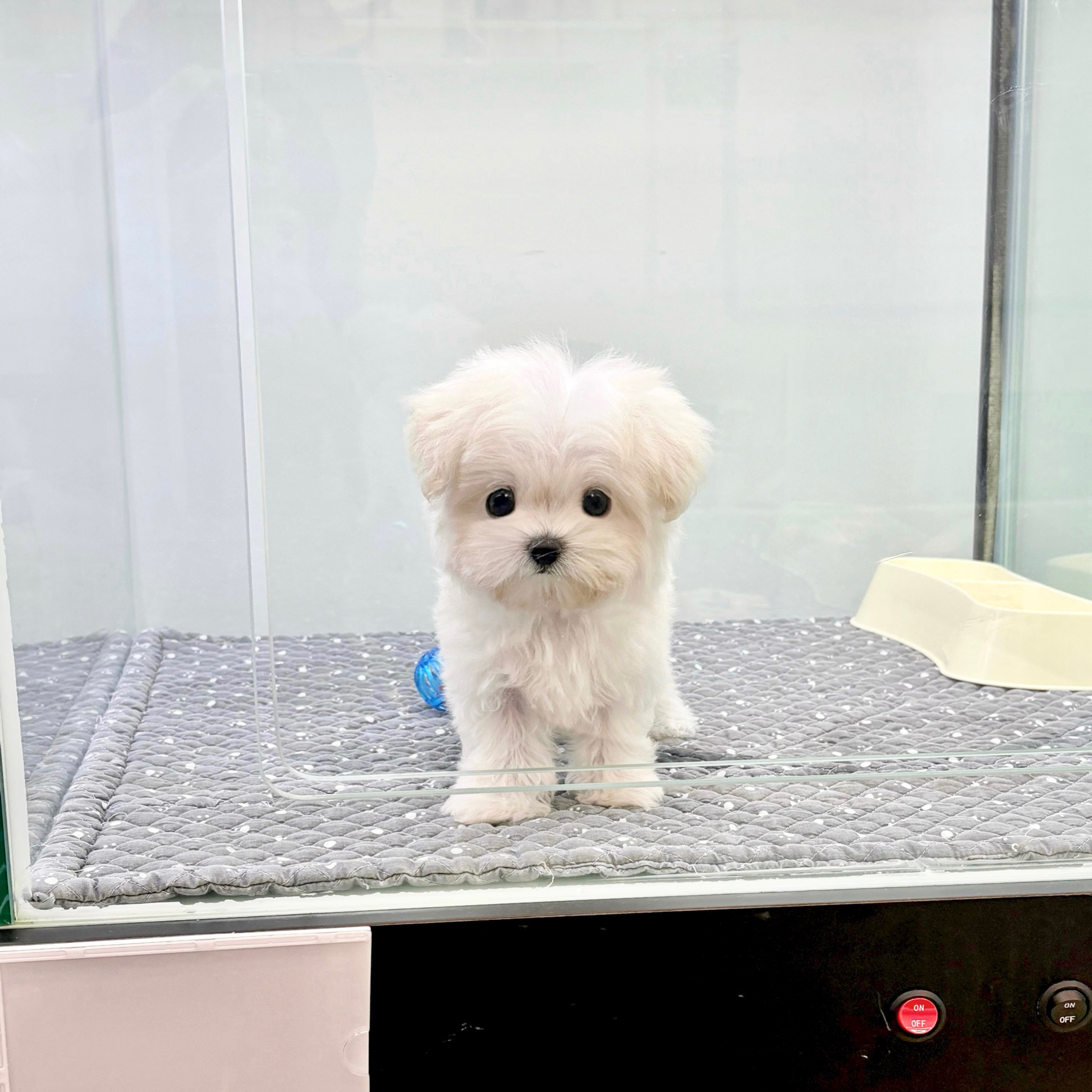 카페 말티푸3.jpg