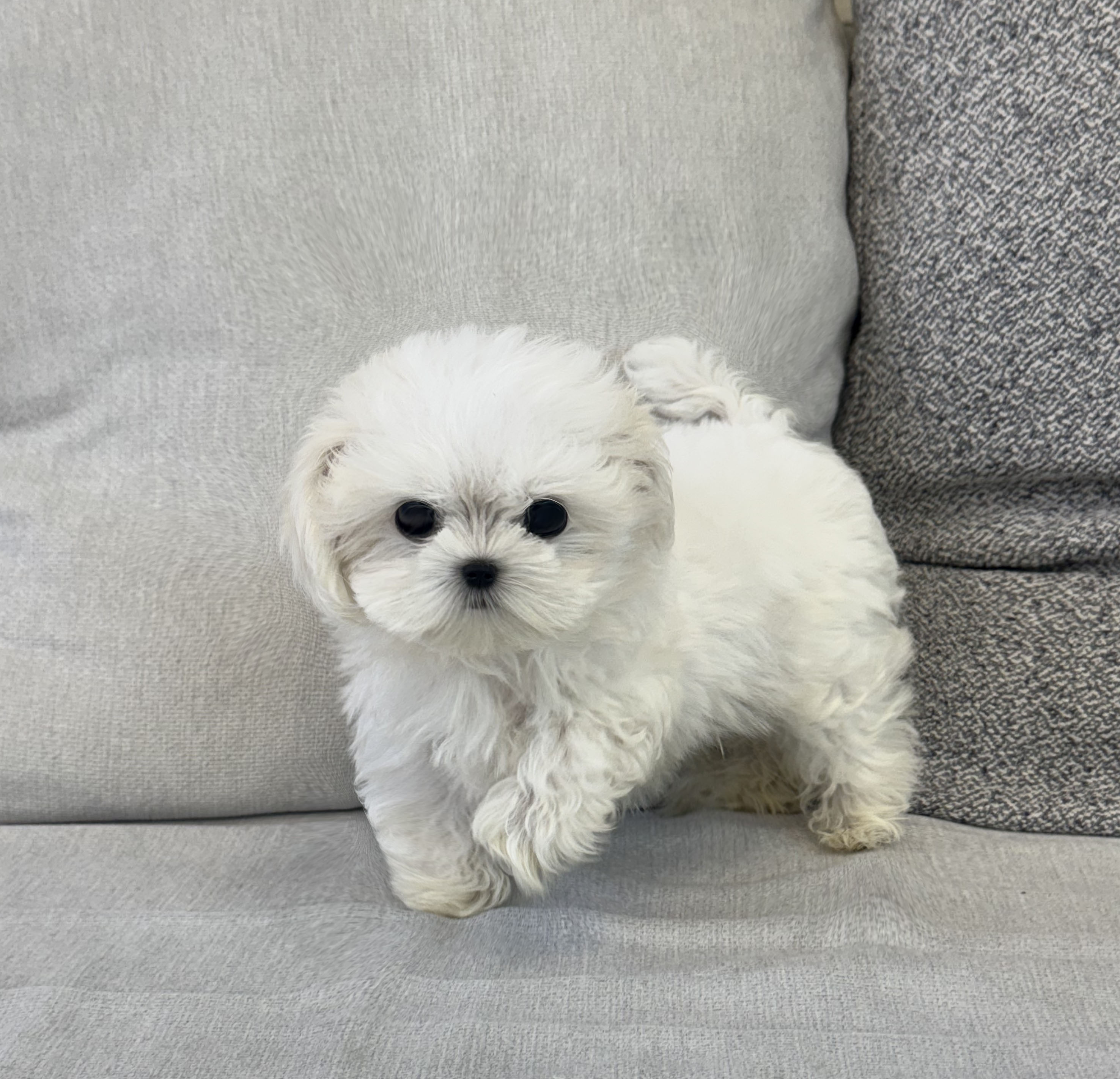 말티즈 남아1.jpg