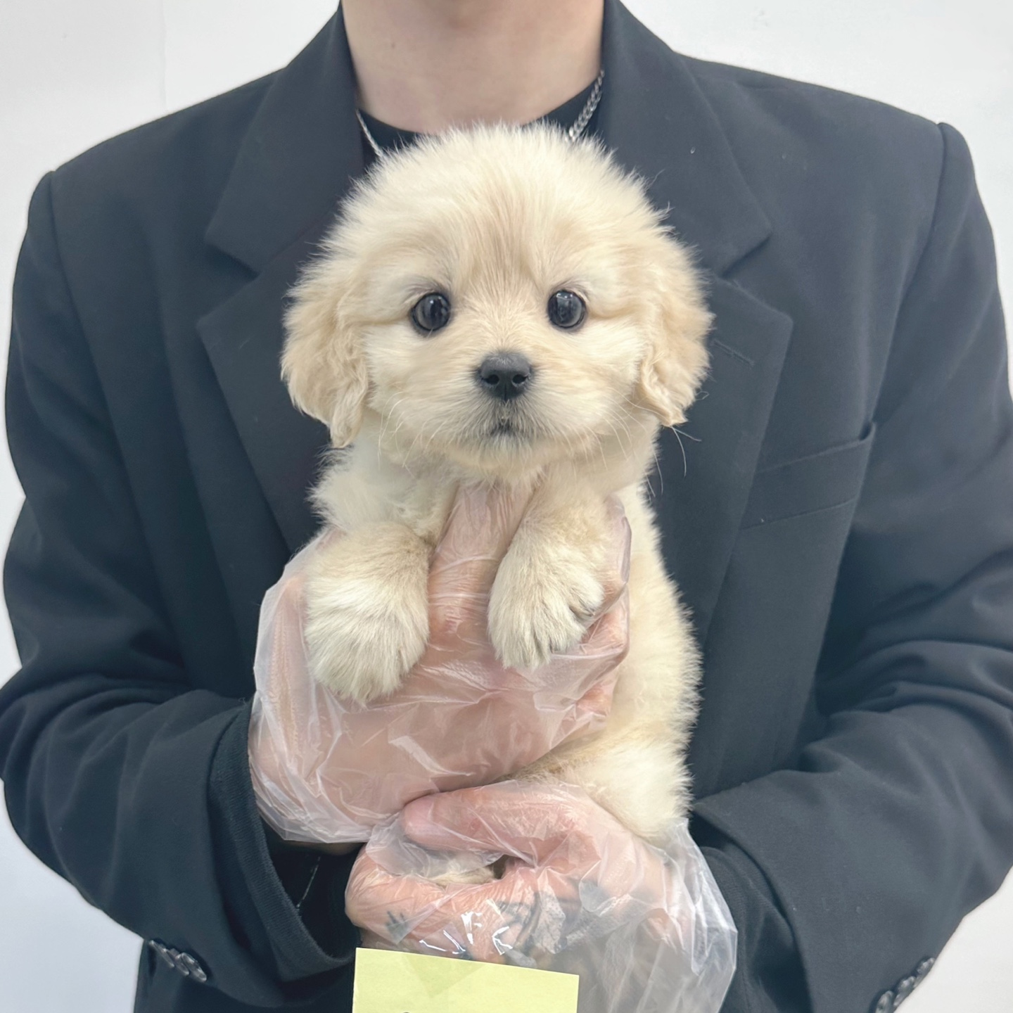 골든리트리버.jpg