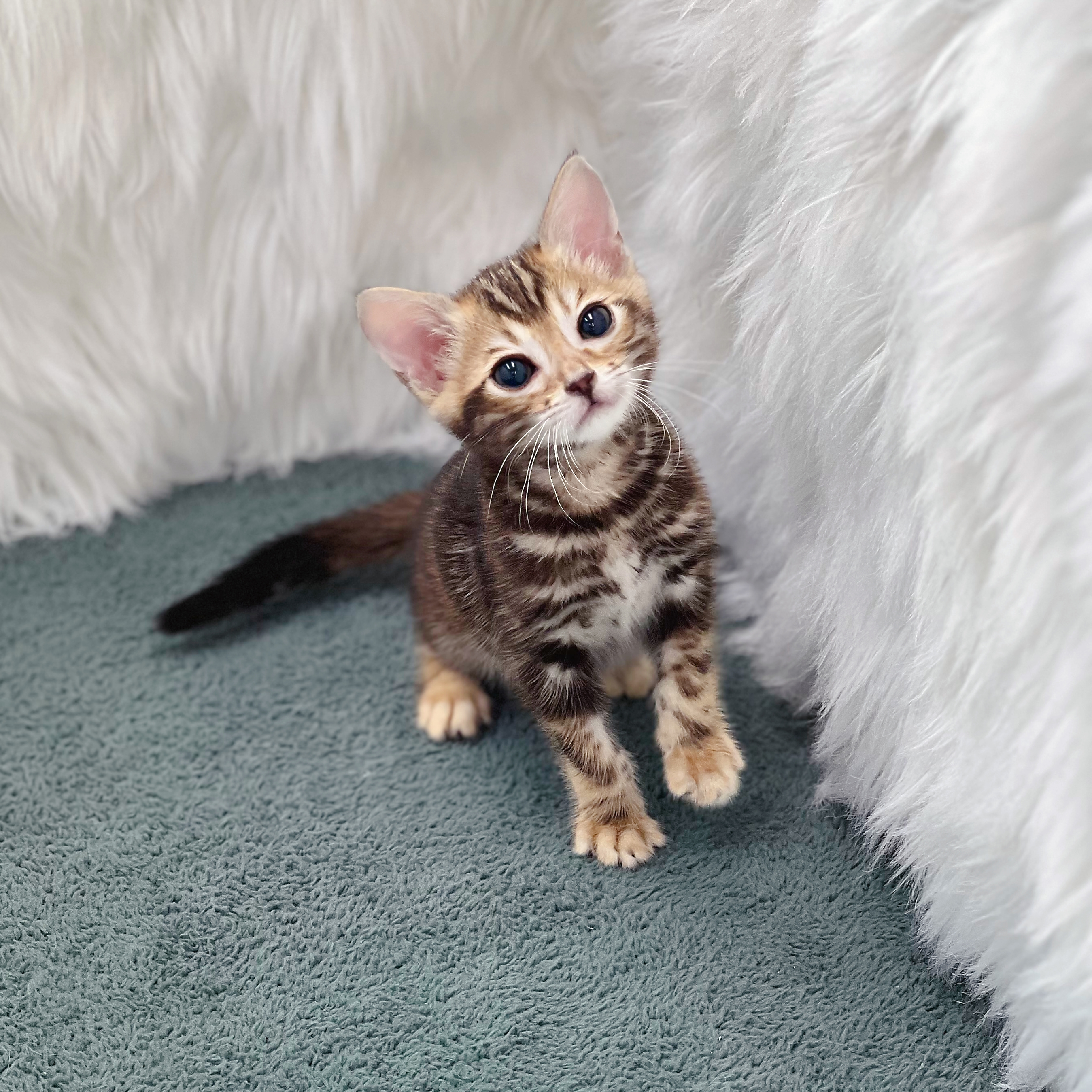 마블드태비 뱅갈 (암) 11.jpg