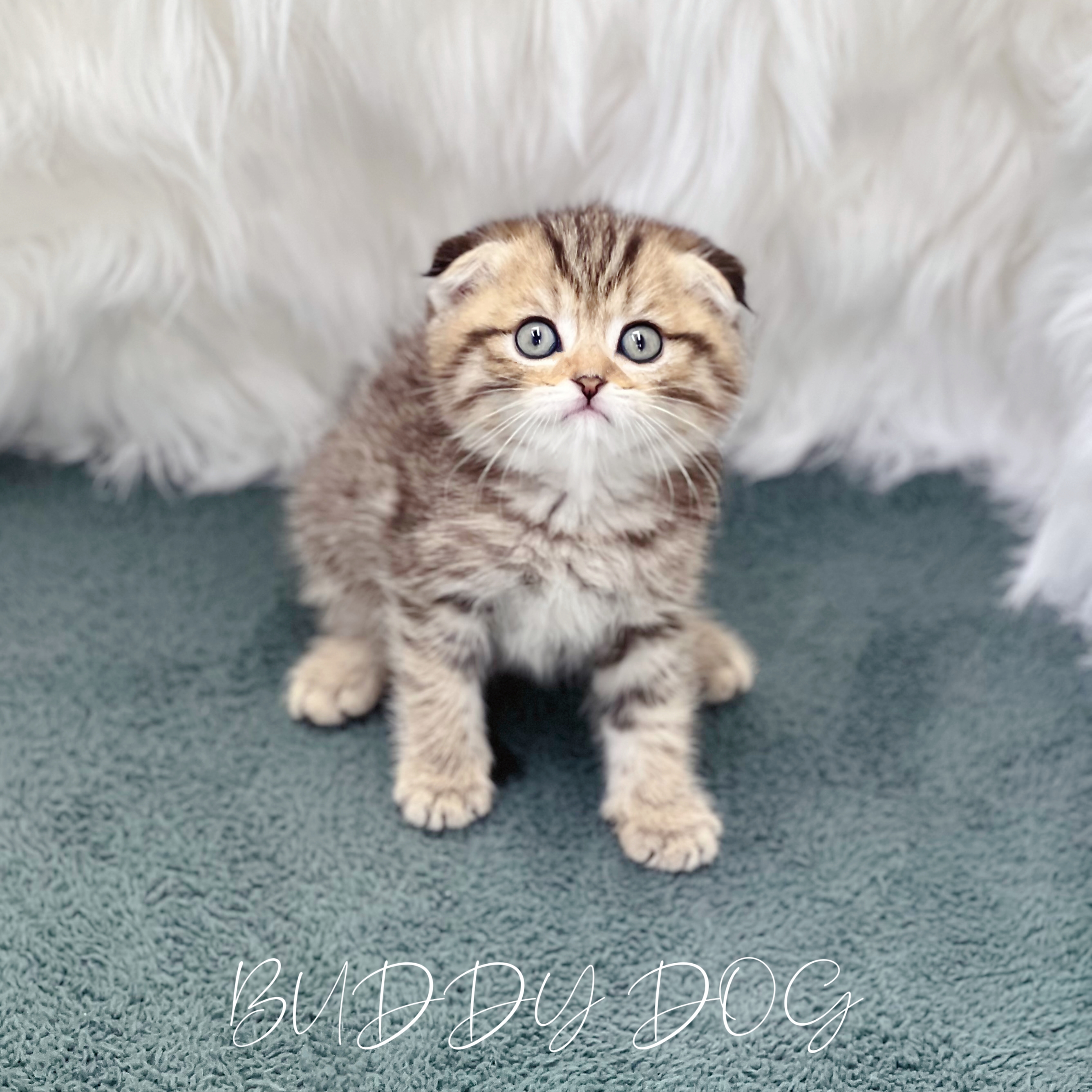 브라운태비 스코티쉬폴드 (수) 22.jpg