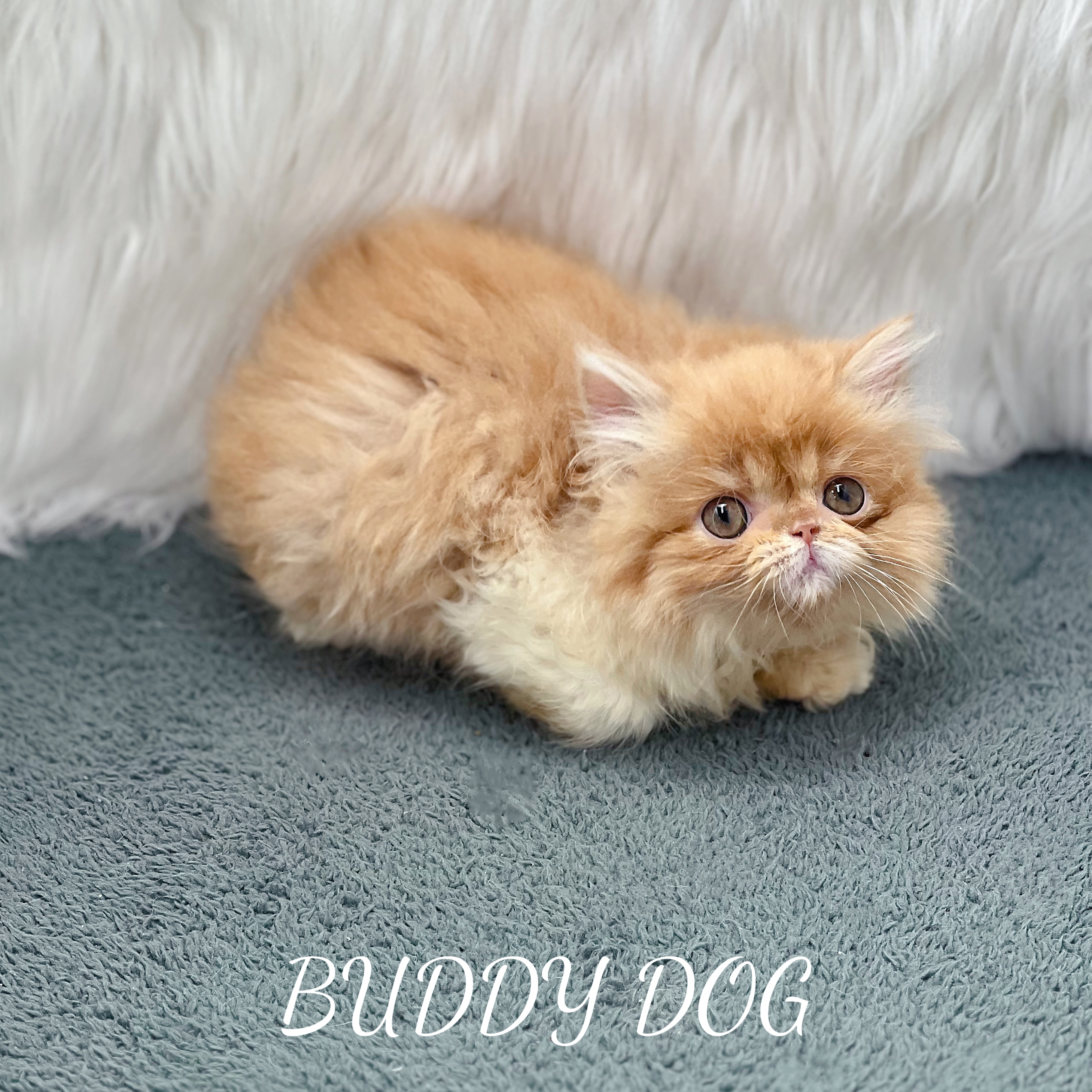 치즈 엑죠틱 (암) 6.jpg